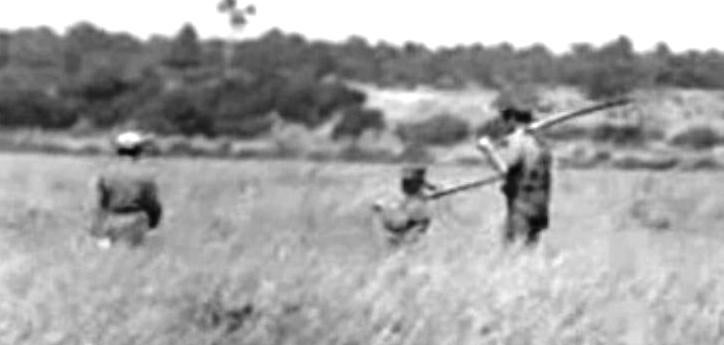 Os Patos do Estuário do Tejo
