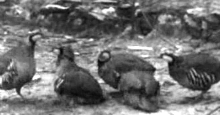 Criação artificial de Perdizes e Codornizes