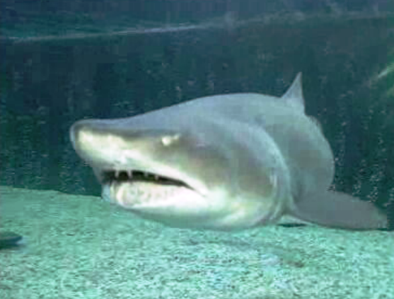 Chegada de tubarões ao Zoo