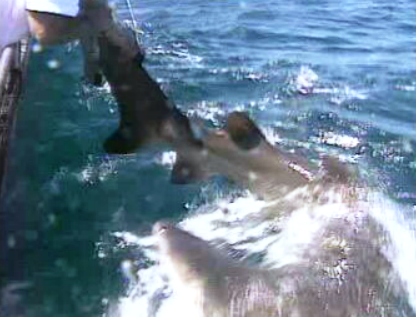 Tubarões para o Oceanário de Lisboa