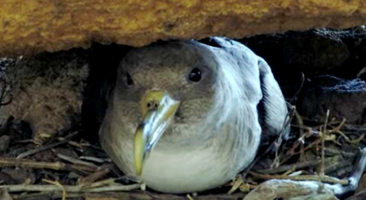 Reserva Natural das Ilhas Desertas