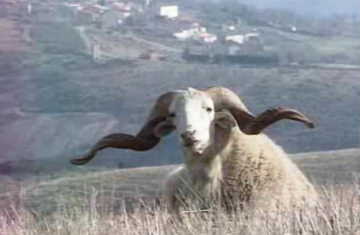 Circulação de animais em Bragança