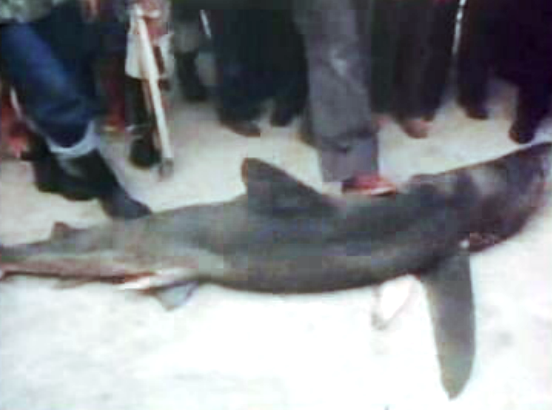 Tubarão em Carcavelos