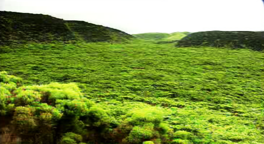 Vegetação dos Açores