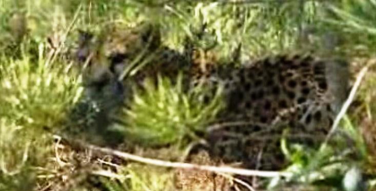 Crime na Arca de Noé