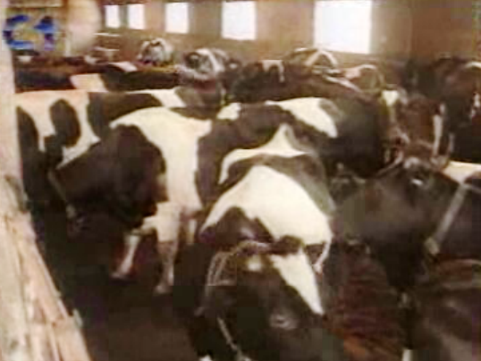 Doença das “vacas loucas”