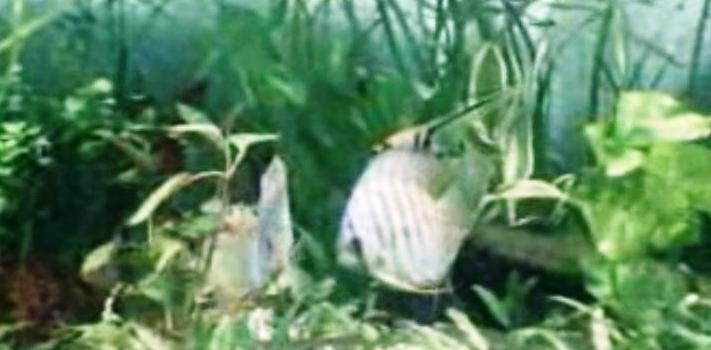 Os Peixes de Aquário I