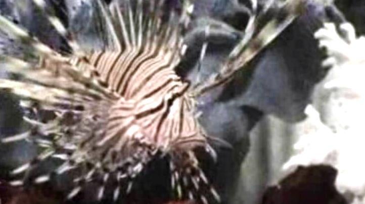 Os Peixes de Aquário II