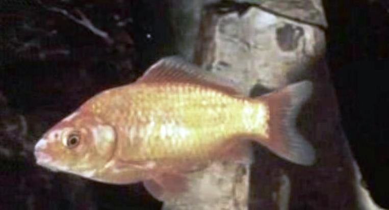 Os Peixes de Aquário III