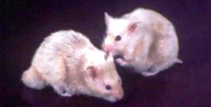 Alguns Animais de Estimação: Hamsters