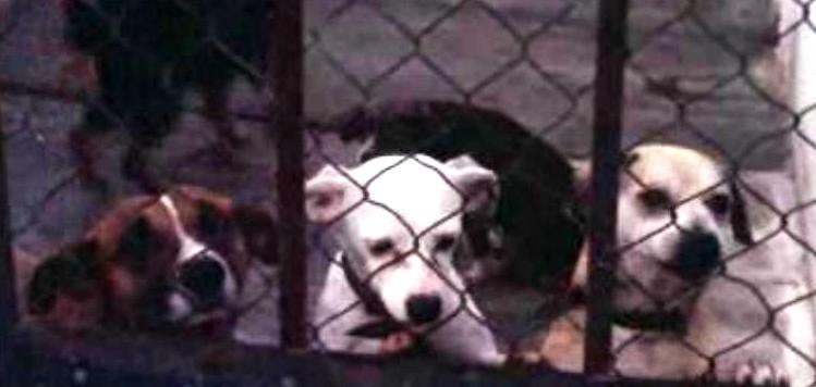 As Associações Zoófilas II