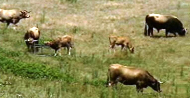 Jardineiros da Natureza