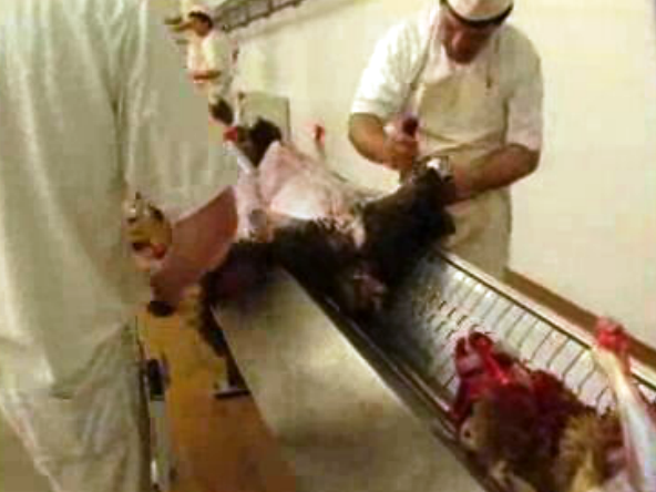 Comercialização de carne de animais doentes