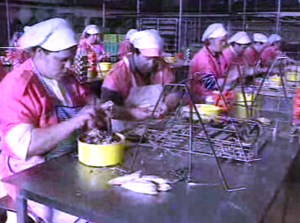 Inspeção a fábricas de conserva