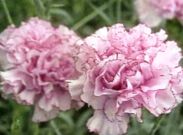 Exportação de cravos em estufa