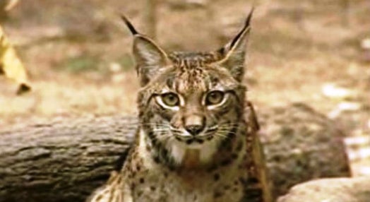 Lynx Pardinus – Lynx Perdidus? – Parte II