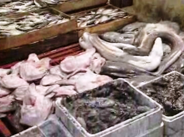 Venda de peixe congelado na Docapesca