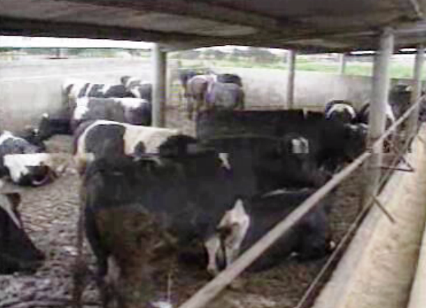 Embargo a produtos bovinos