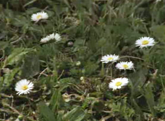 Rinite alérgica em Portugal