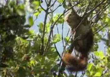 Esquilos no Parque do Monsanto