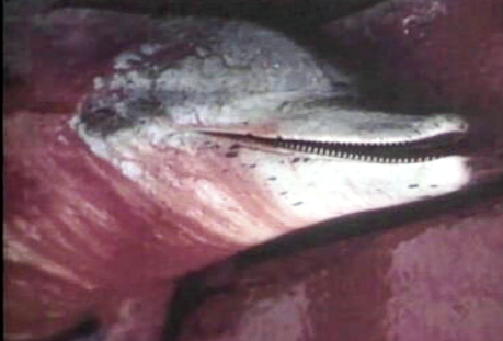 Morte de golfinhos nos Açores