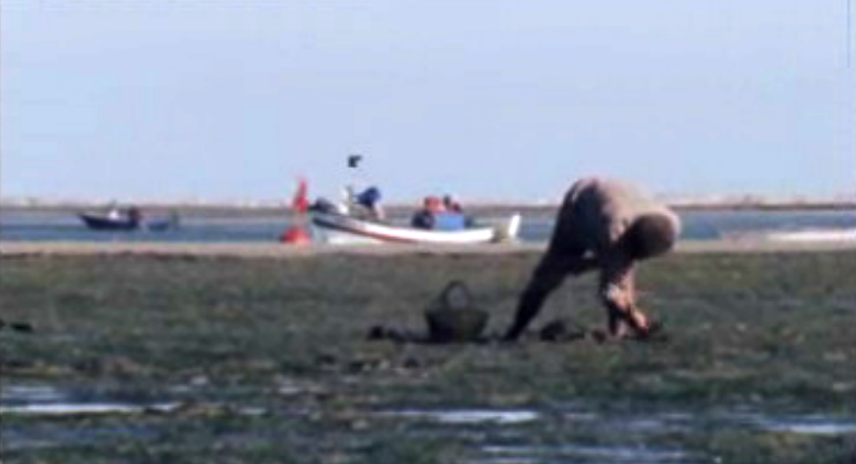 Da Ria Formosa a Alcoutim, não esquecendo a Vila Real e Castro Marim
