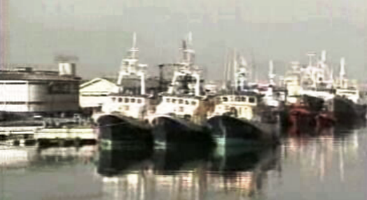 Pescadores de Aveiro voltam à faina