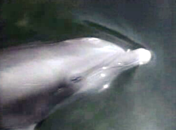 Manifestação em defesa dos golfinhos