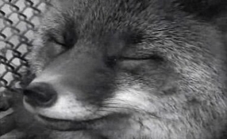 Jardim Zoológico de Lisboa