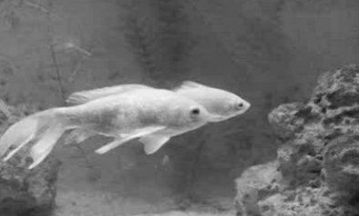 Aquário Vasco da Gama