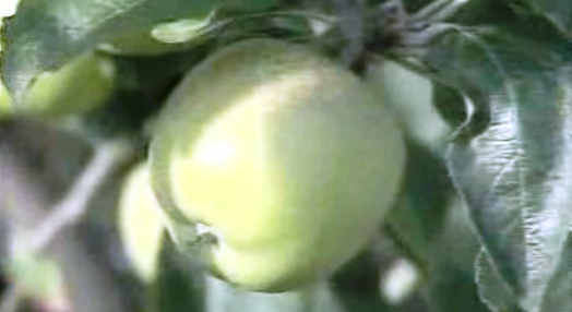 Fruticultores contra importação de maçã francesa