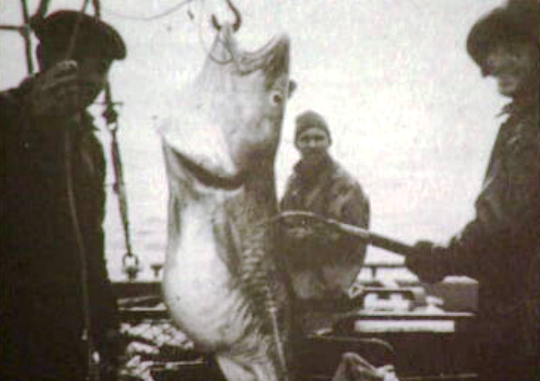 Exposição sobre a pesca do bacalhau em Ílhavo
