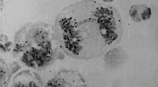 A Imagem do Cientista