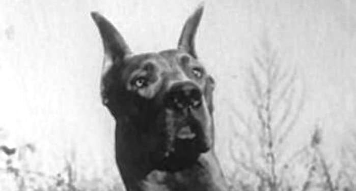 A Hidiatose ou Equinococose II