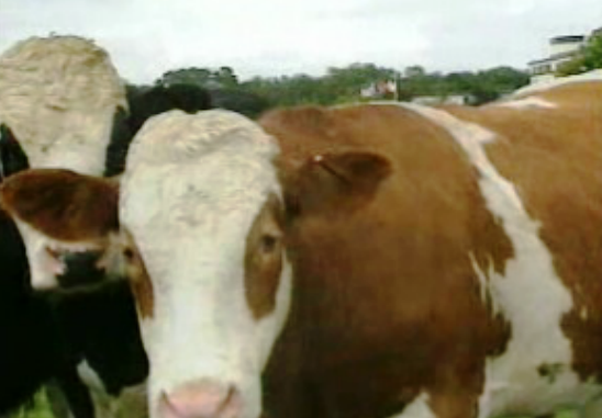 Posição britânica sobre abate de bovinos