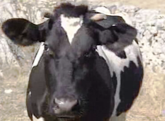 Crise no setor da criação de gado