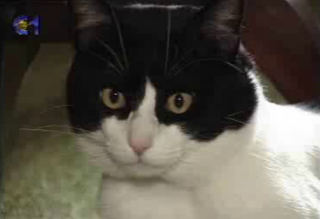 Acolhimento de animais domésticos