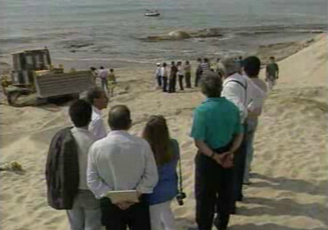 Cetáceo na Póvoa de Varzim