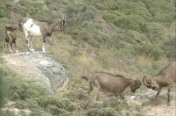 Gado caprino contaminado
