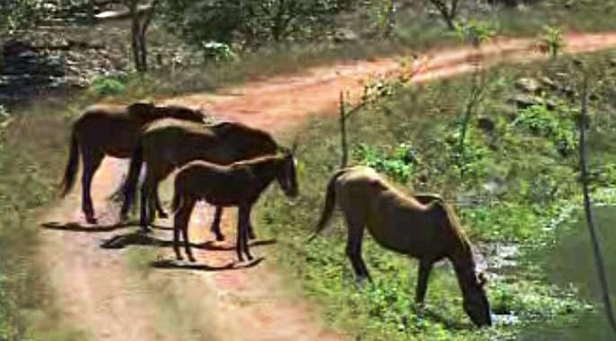 Vidas por Terra – Parte I