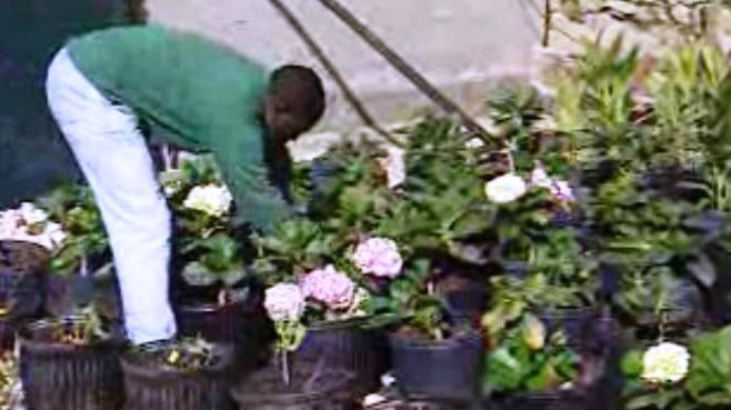 Orfãos da Democracia