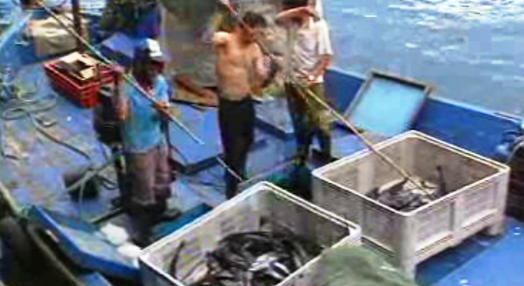 Apoio às pescas na Madeira