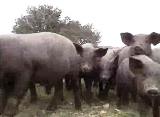 Simpósio Internacional do Porco Mediterrânico