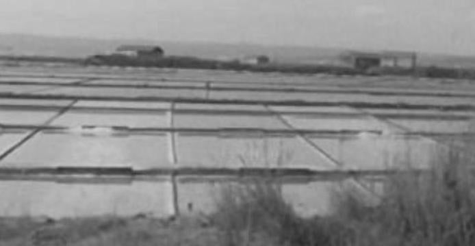 Tradição de Segadas em Lavos