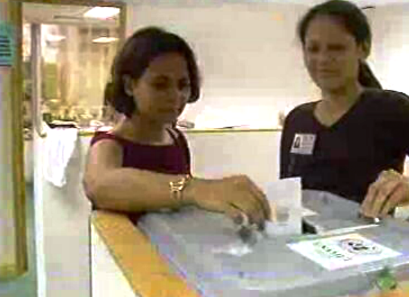 Votação da comunidade timorense em Macau