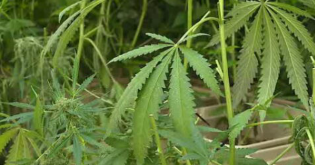 Legalização da cannabis