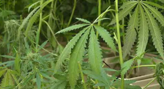 Legalização da cannabis