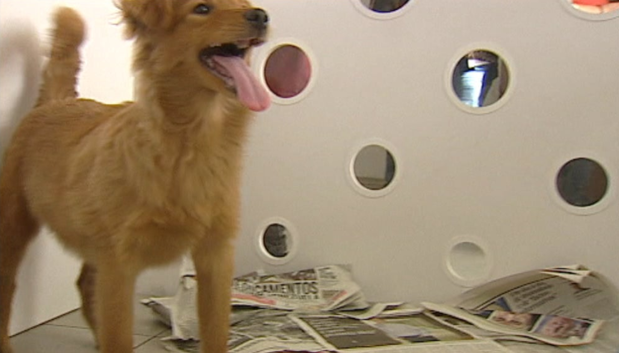 Campanha da Sociedade Protetora dos Animais