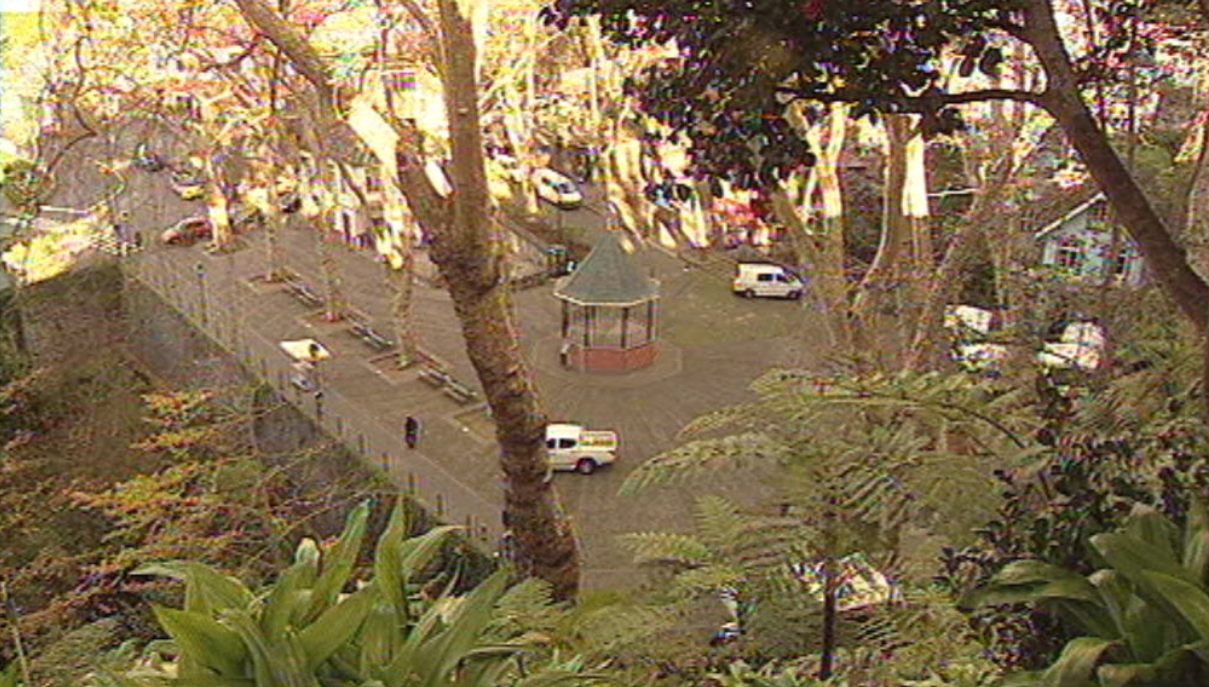 Queda de árvore na Madeira