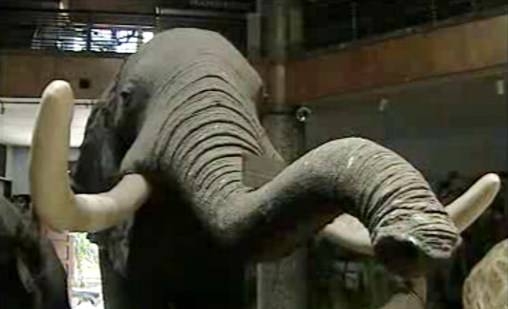 Museu de História Natural de Maputo